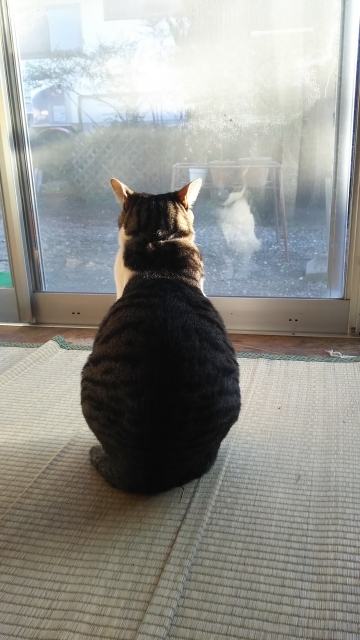 猫と暮らす③.jpg