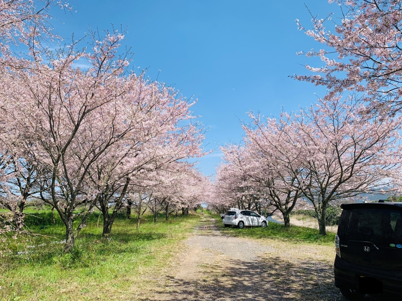 桜④.jpg