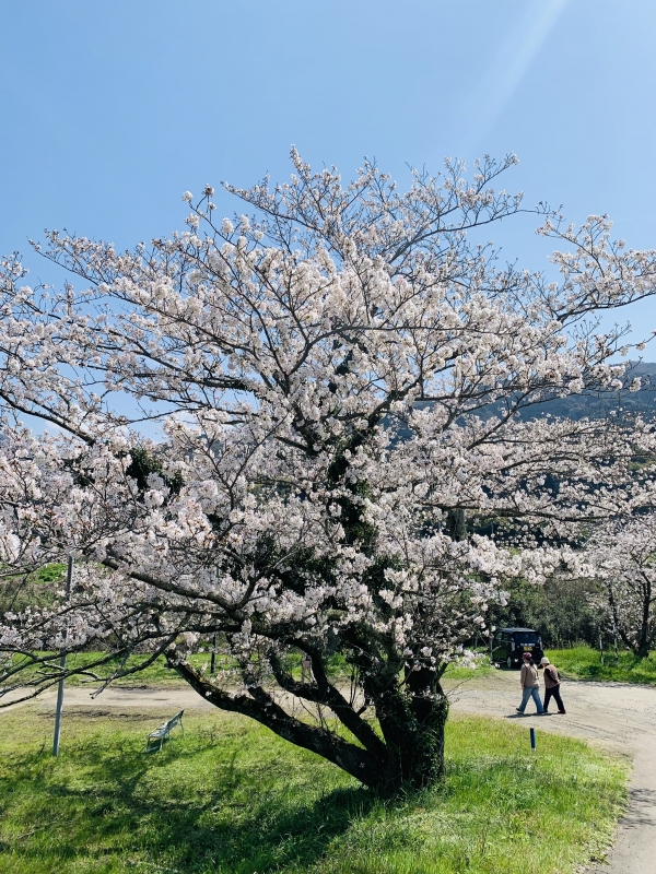 桜⑥.jpg