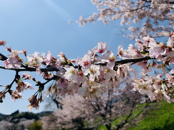 桜③.jpg