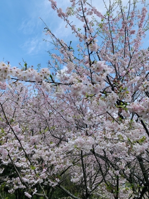 熊野神社④.jpg