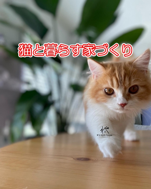 猫と暮らす①.jpg